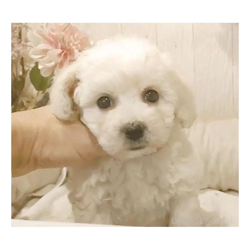 販売中の愛知県のビションフリーゼ-434330の2枚目