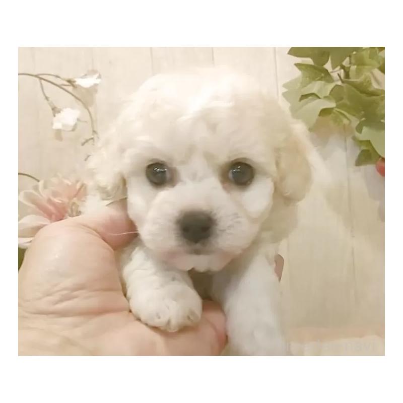 販売中の愛知県のビションフリーゼ-434333の6枚目