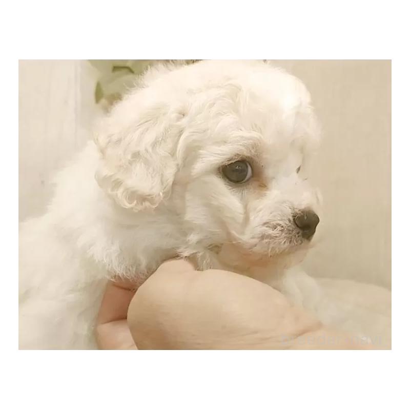 販売中の愛知県のビションフリーゼ-434333の5枚目