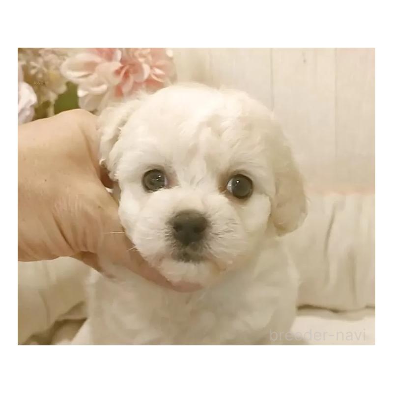 販売中の愛知県のビションフリーゼ-434333の3枚目