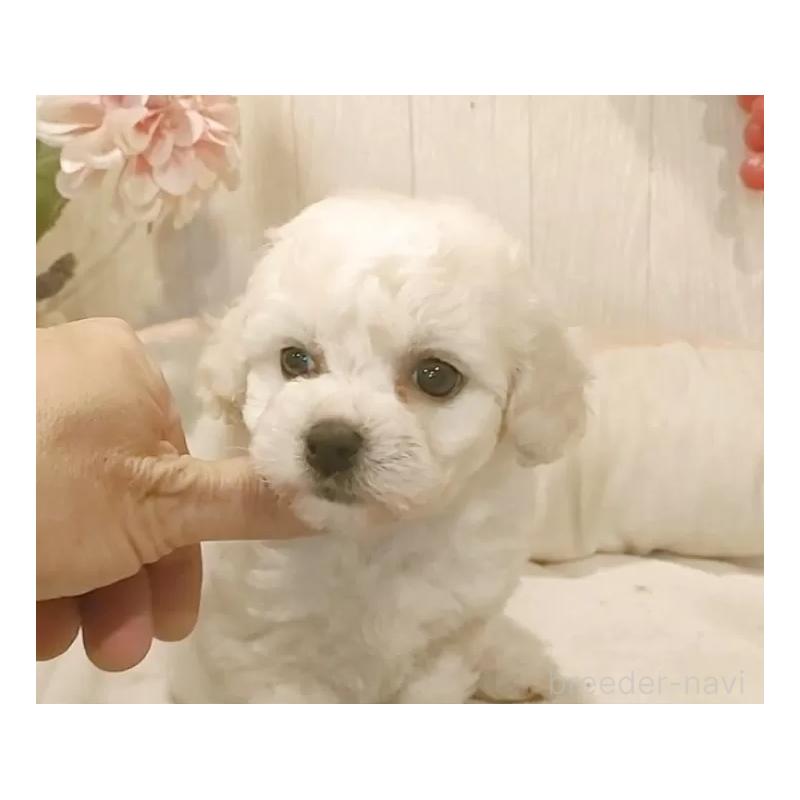 販売中の愛知県のビションフリーゼ-434333の2枚目