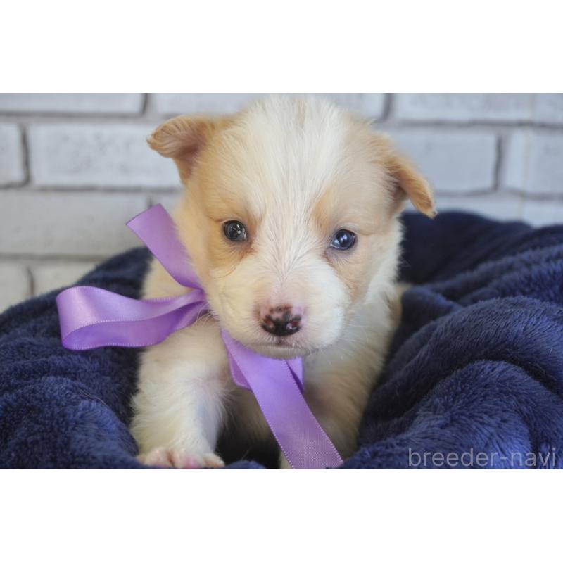 販売中の熊本県のボーダーコリー-434332の12枚目