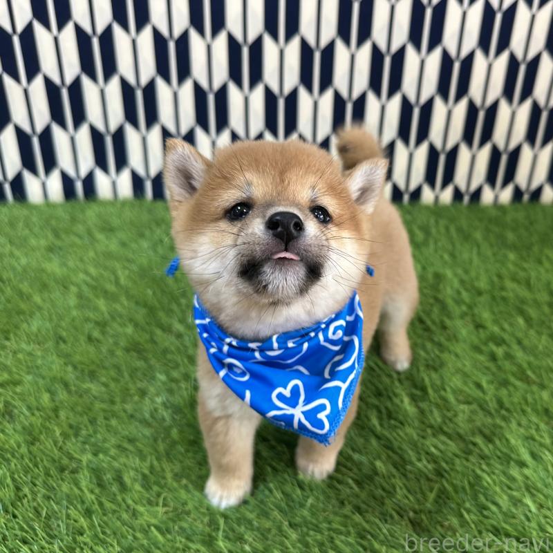 販売中の広島県の豆柴-434331の4枚目