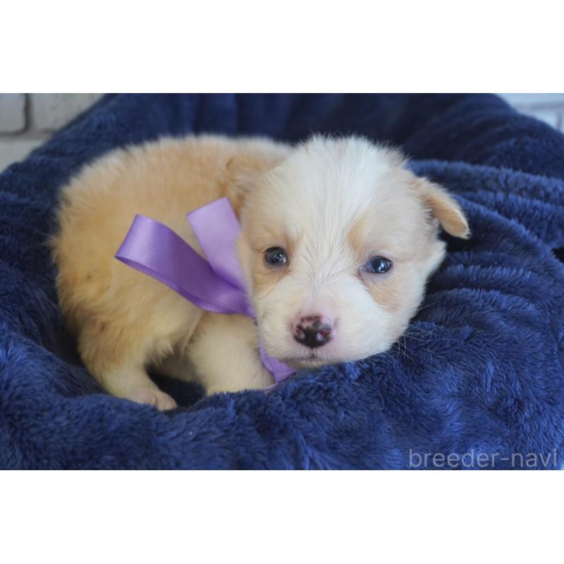 販売中の熊本県のボーダーコリー-434332の9枚目