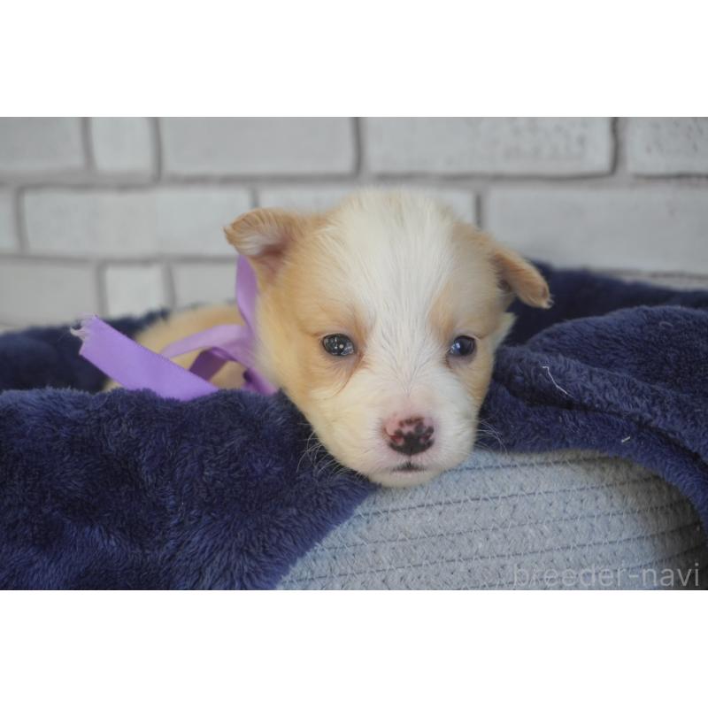 販売中の熊本県のボーダーコリー-434332の8枚目