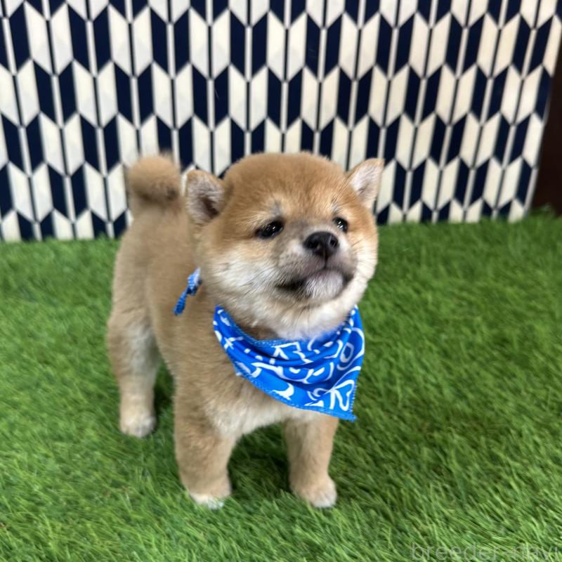 販売中の広島県の豆柴-434331の3枚目