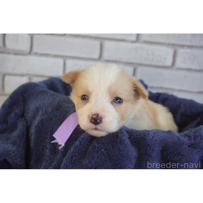 販売中の熊本県のボーダーコリー-434332の7枚目