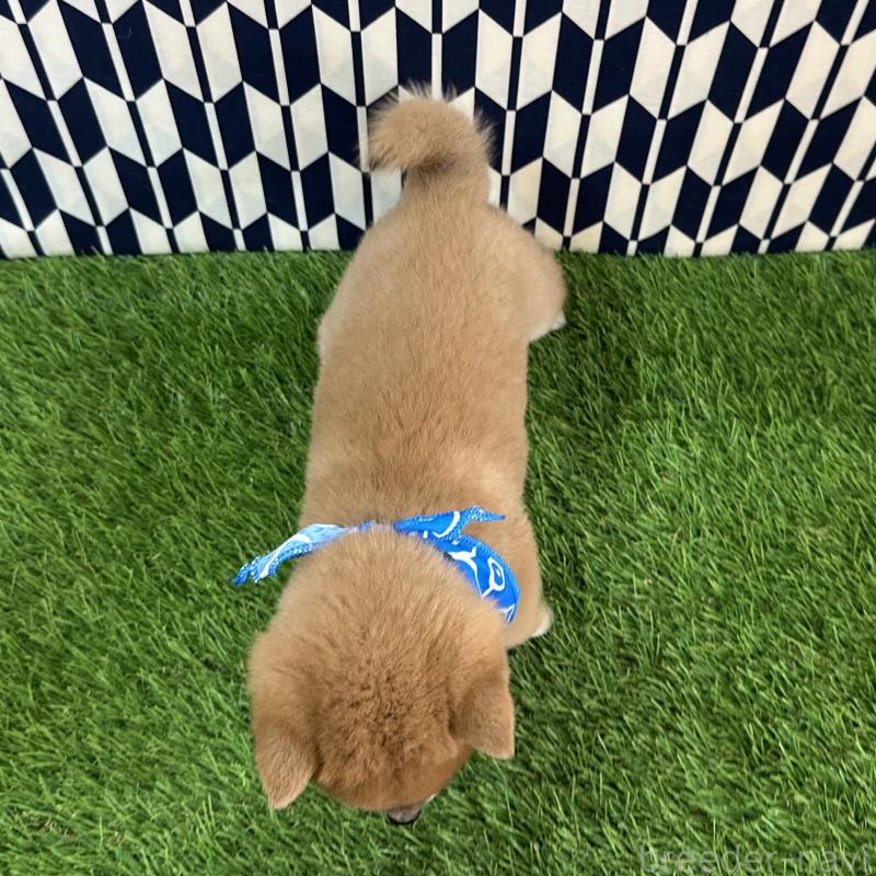 販売中の広島県の豆柴-434331の2枚目