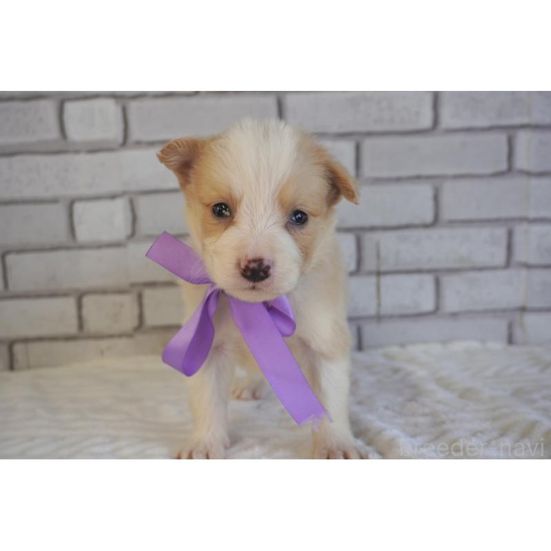 販売中の熊本県のボーダーコリー-434332の5枚目