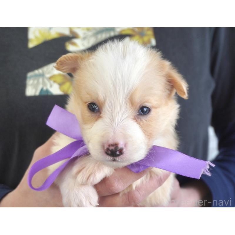 販売中の熊本県のボーダーコリー-434332の4枚目