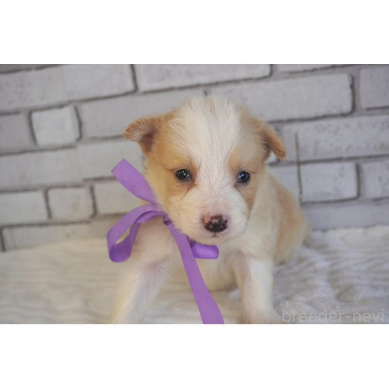 販売中の熊本県のボーダーコリー-434332の3枚目