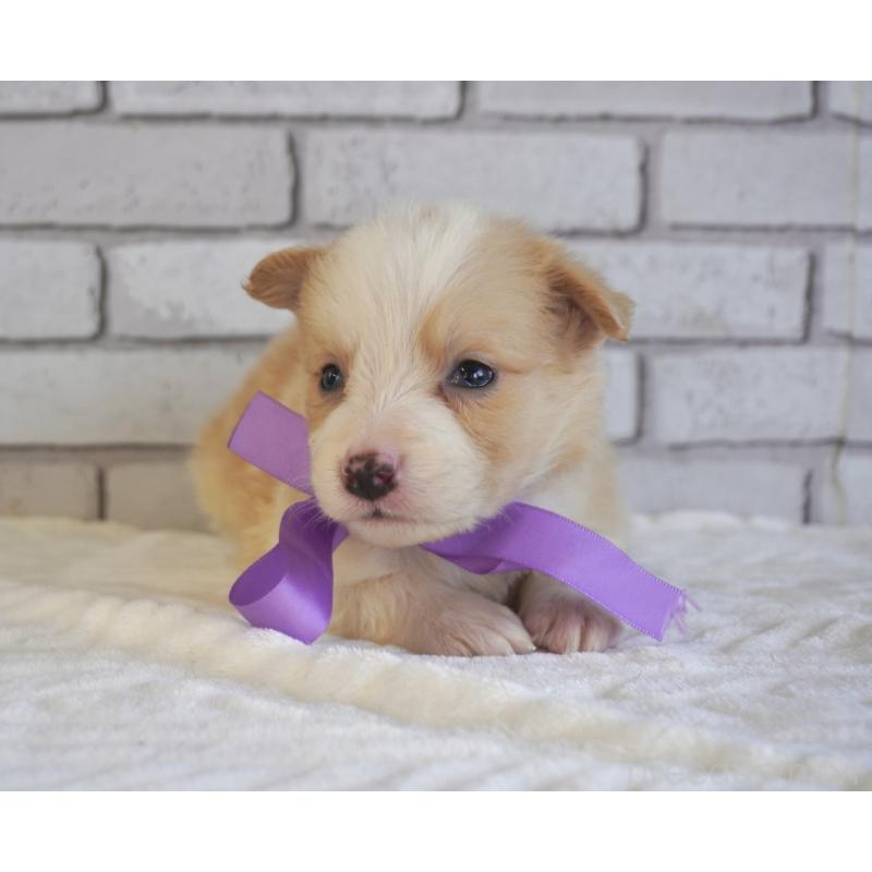 販売中の熊本県のボーダーコリー-434332の2枚目