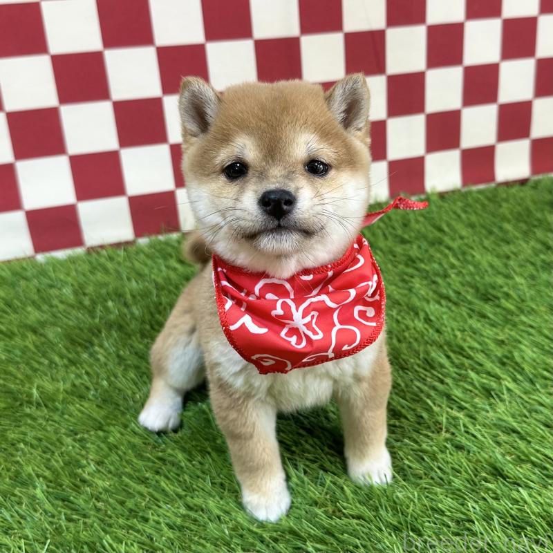 販売中の広島県の豆柴-434334