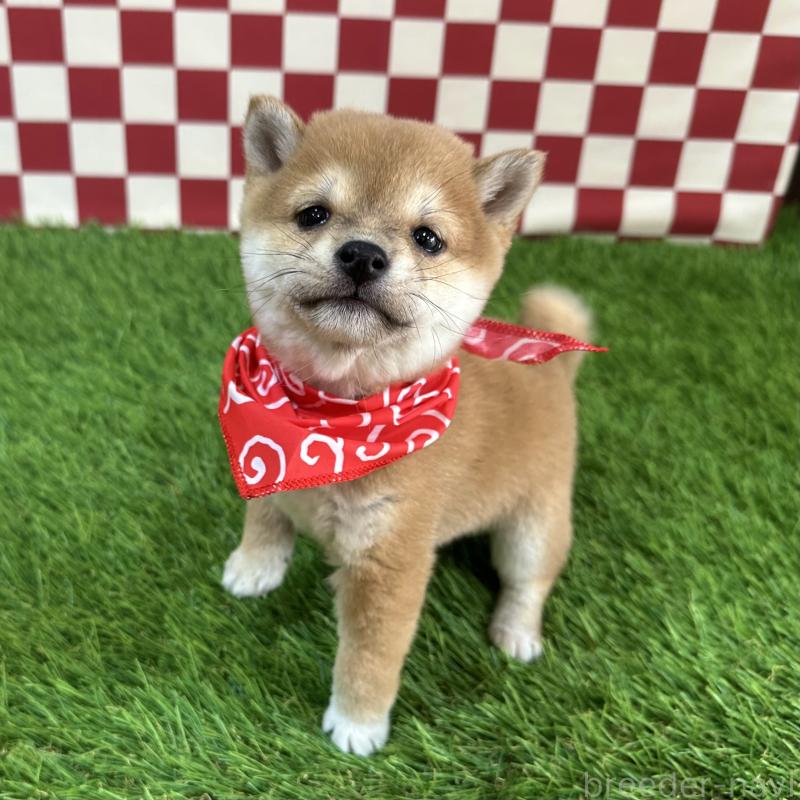 販売中の広島県の豆柴-434334の4枚目