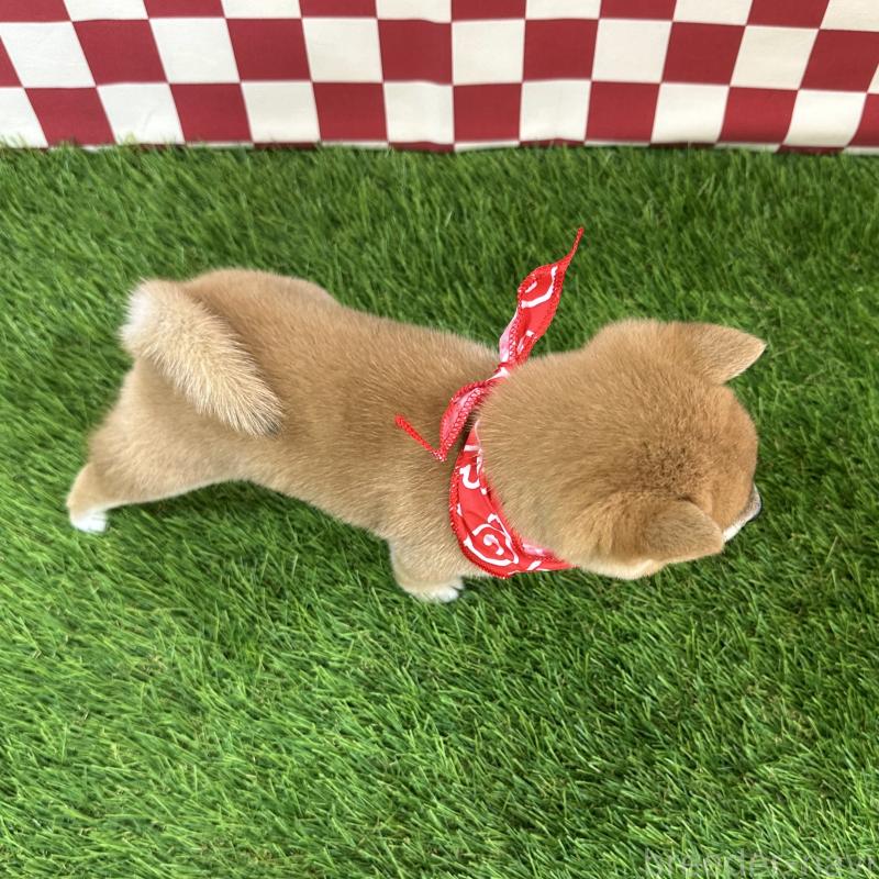 販売中の広島県の豆柴-434334の2枚目