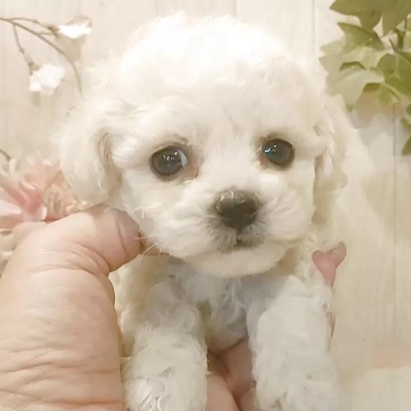 販売中の愛知県のビションフリーゼ-434336