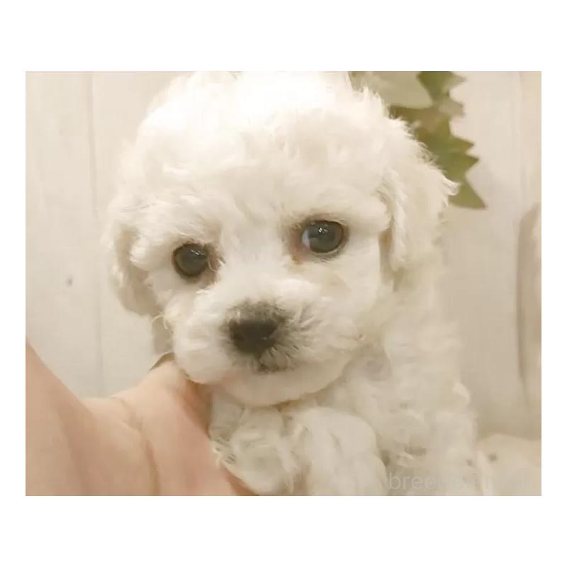 販売中の愛知県のビションフリーゼ-434336の7枚目