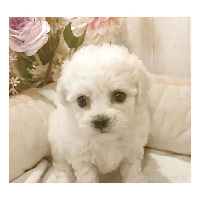 販売中の愛知県のビションフリーゼ-434336の6枚目