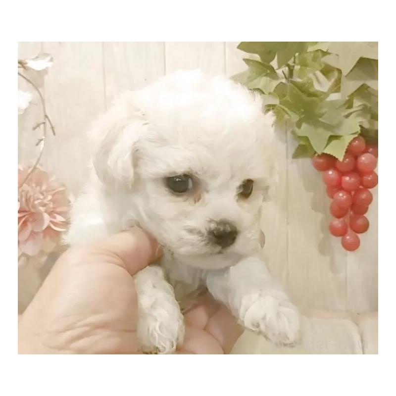 販売中の愛知県のビションフリーゼ-434336の4枚目