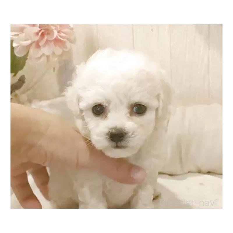 販売中の愛知県のビションフリーゼ-434336の2枚目