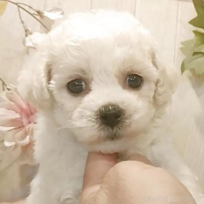 販売中の愛知県のビションフリーゼ-434337の7枚目