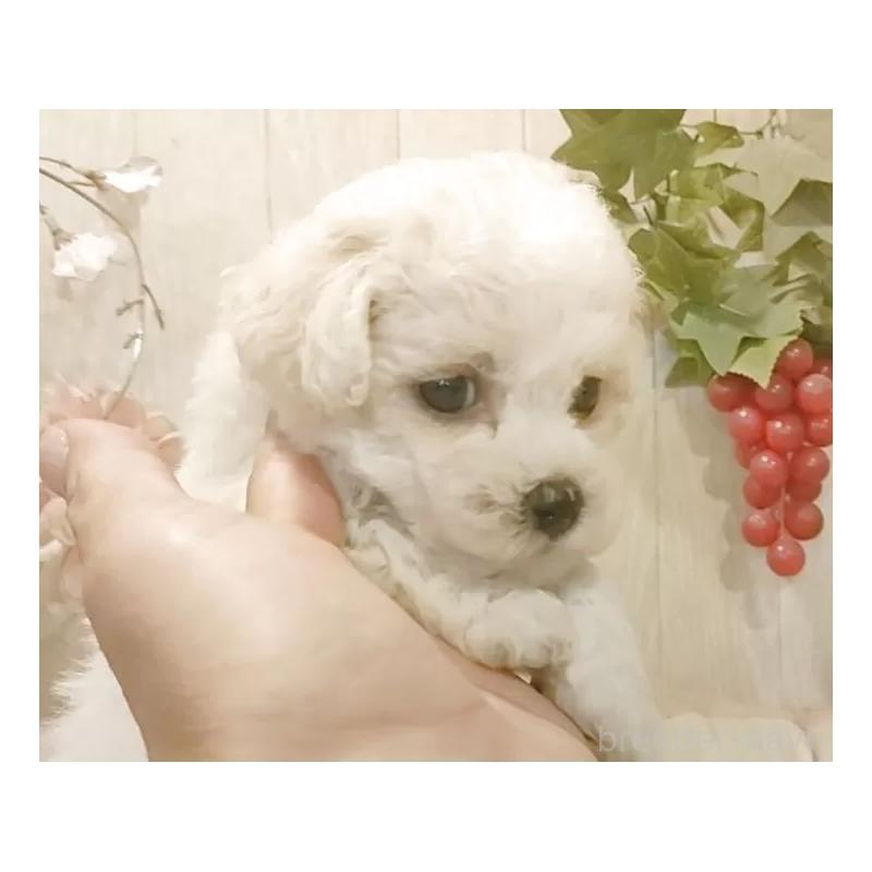 販売中の愛知県のビションフリーゼ-434337の6枚目