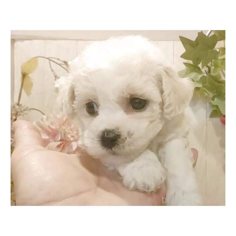 販売中の愛知県のビションフリーゼ-434337の5枚目