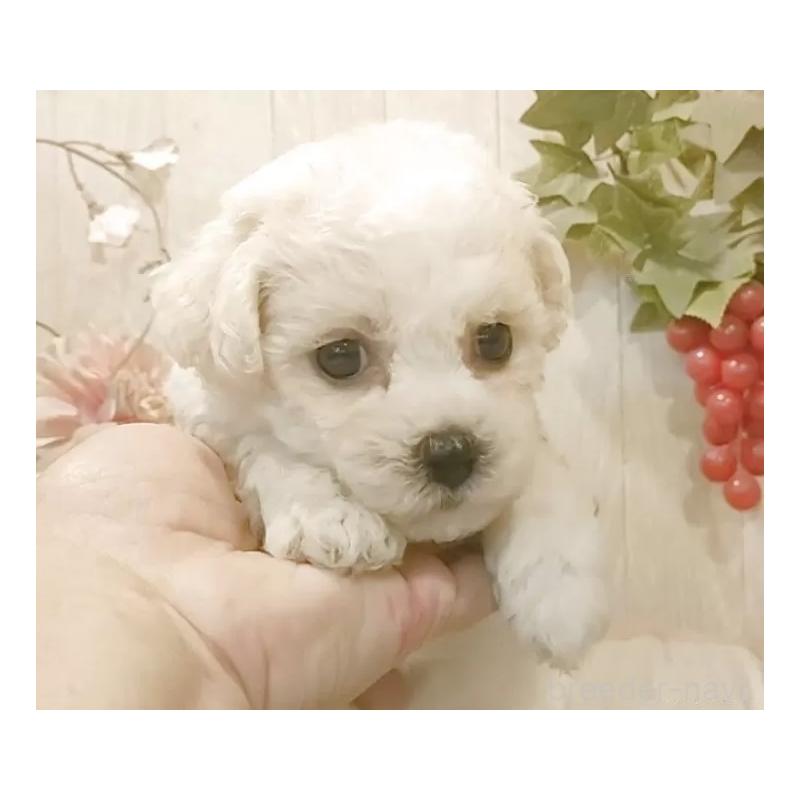 販売中の愛知県のビションフリーゼ-434337の4枚目