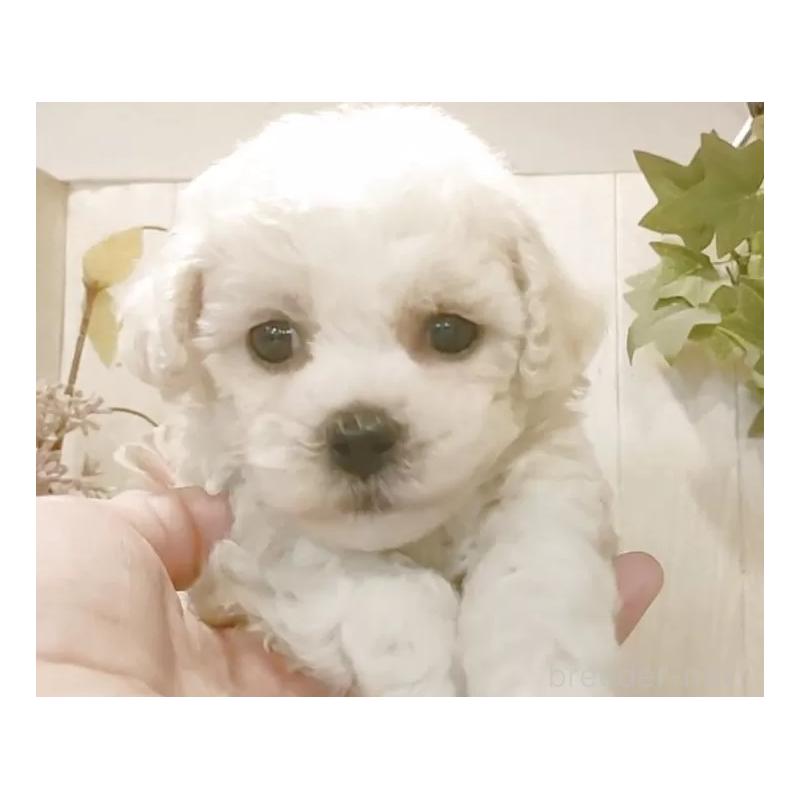 販売中の愛知県のビションフリーゼ-434337の2枚目