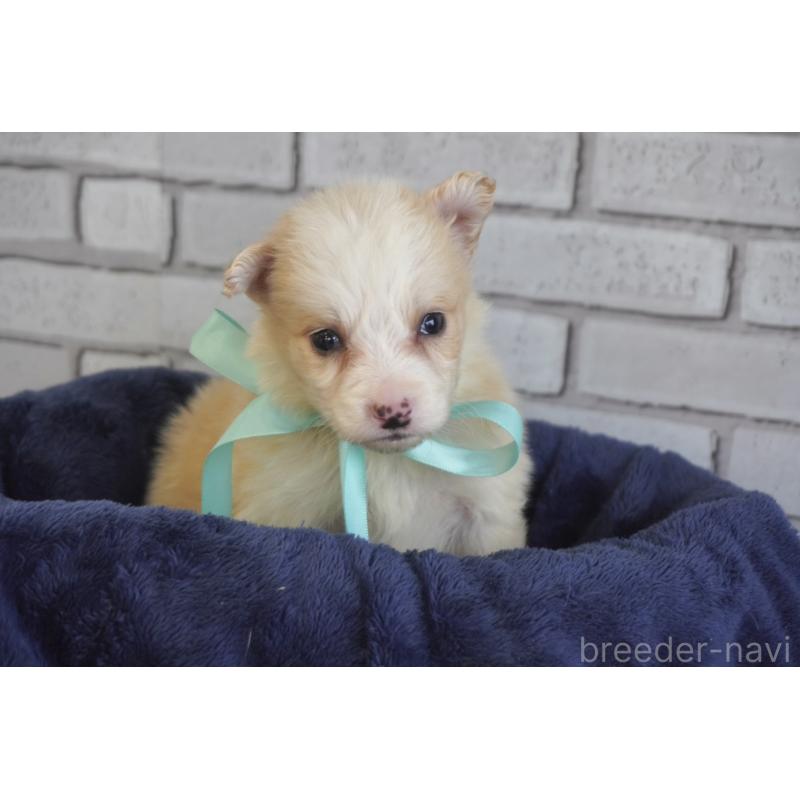 販売中の熊本県のボーダーコリー-434338の9枚目