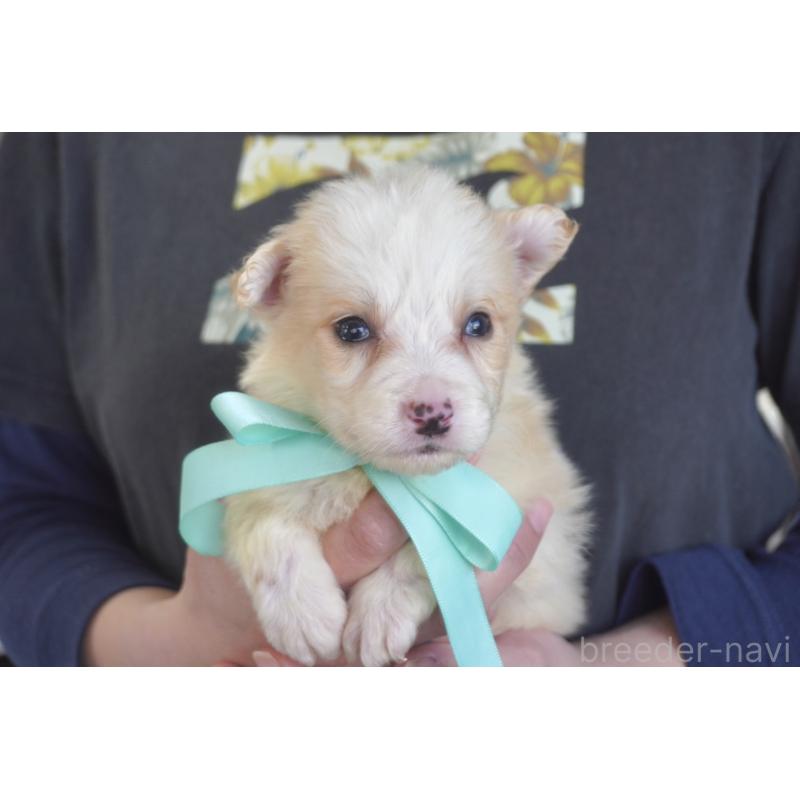 販売中の熊本県のボーダーコリー-434338の8枚目