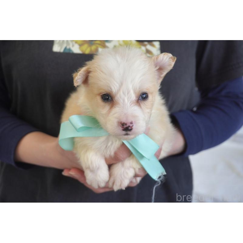 販売中の熊本県のボーダーコリー-434338の7枚目