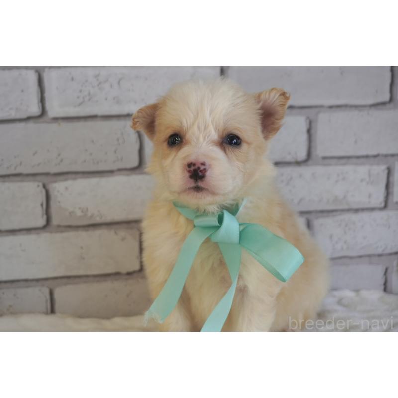 販売中の熊本県のボーダーコリー-434338の6枚目