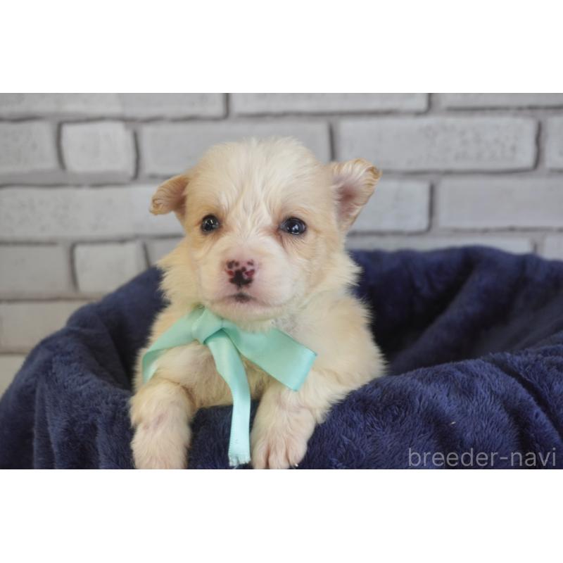 販売中の熊本県のボーダーコリー-434338の5枚目