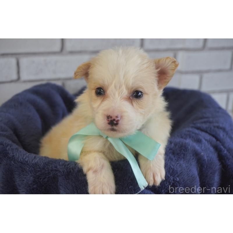 販売中の熊本県のボーダーコリー-434338