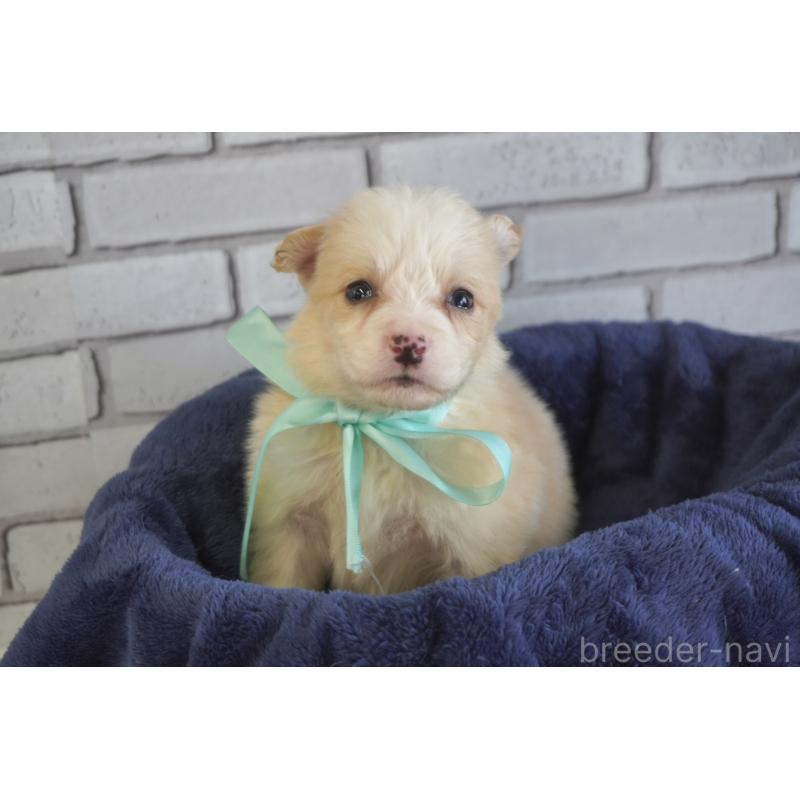 販売中の熊本県のボーダーコリー-434338の3枚目