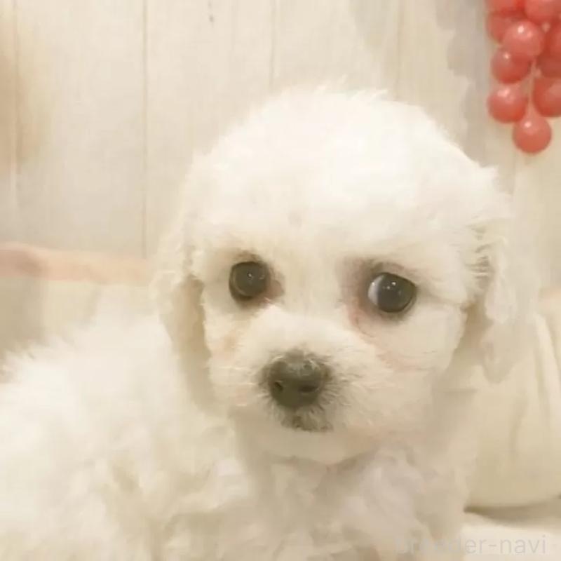 販売中の愛知県のビションフリーゼ-434340