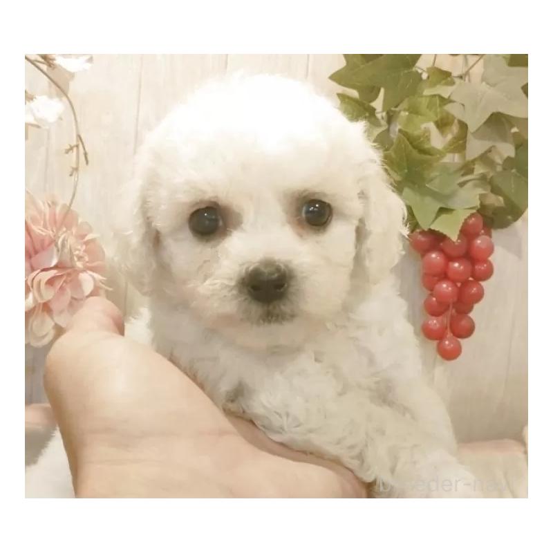 販売中の愛知県のビションフリーゼ-434340の6枚目