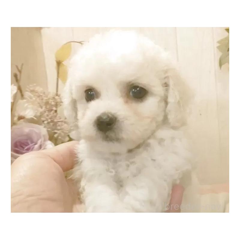 販売中の愛知県のビションフリーゼ-434340の5枚目