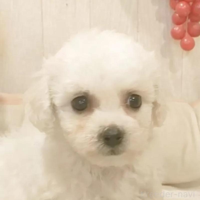 販売中の愛知県のビションフリーゼ-434340の2枚目