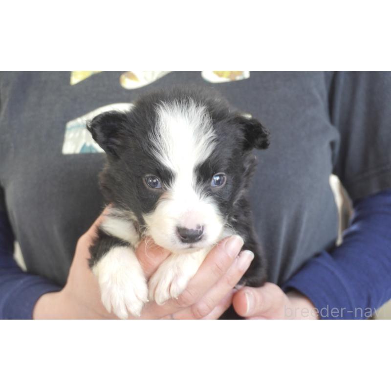 販売中の熊本県のボーダーコリー-434339の9枚目