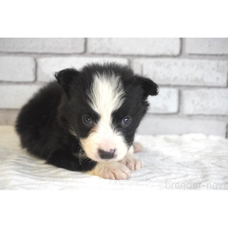 販売中の熊本県のボーダーコリー-434339の7枚目