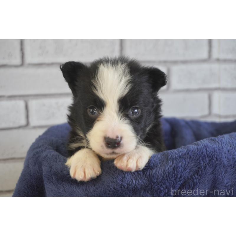 販売中の熊本県のボーダーコリー-434339の3枚目