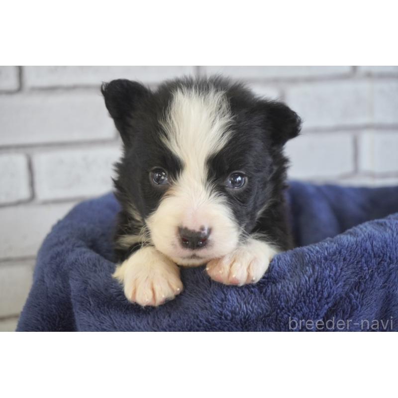 販売中の熊本県のボーダーコリー-434339