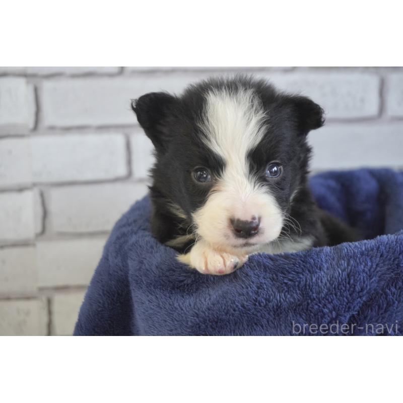 販売中の熊本県のボーダーコリー-434339の2枚目