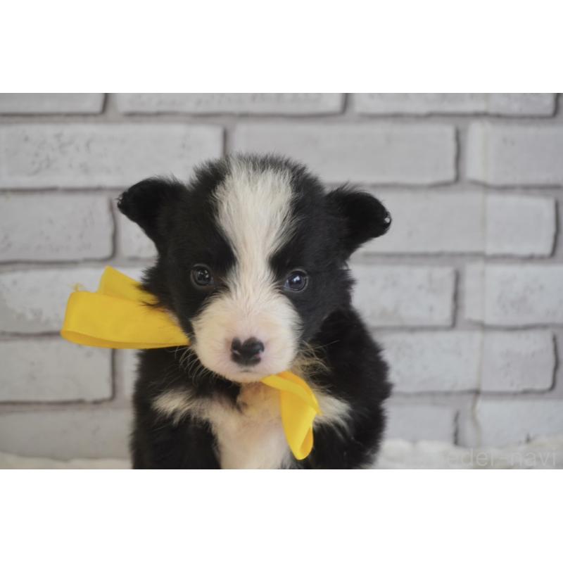 販売中の熊本県のボーダーコリー-434341の8枚目