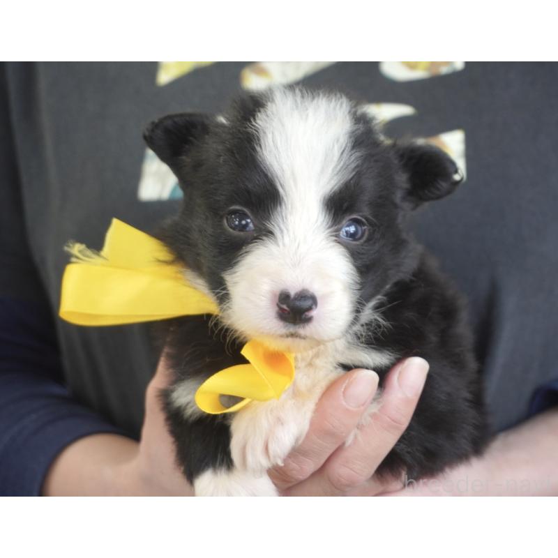 販売中の熊本県のボーダーコリー-434341の7枚目