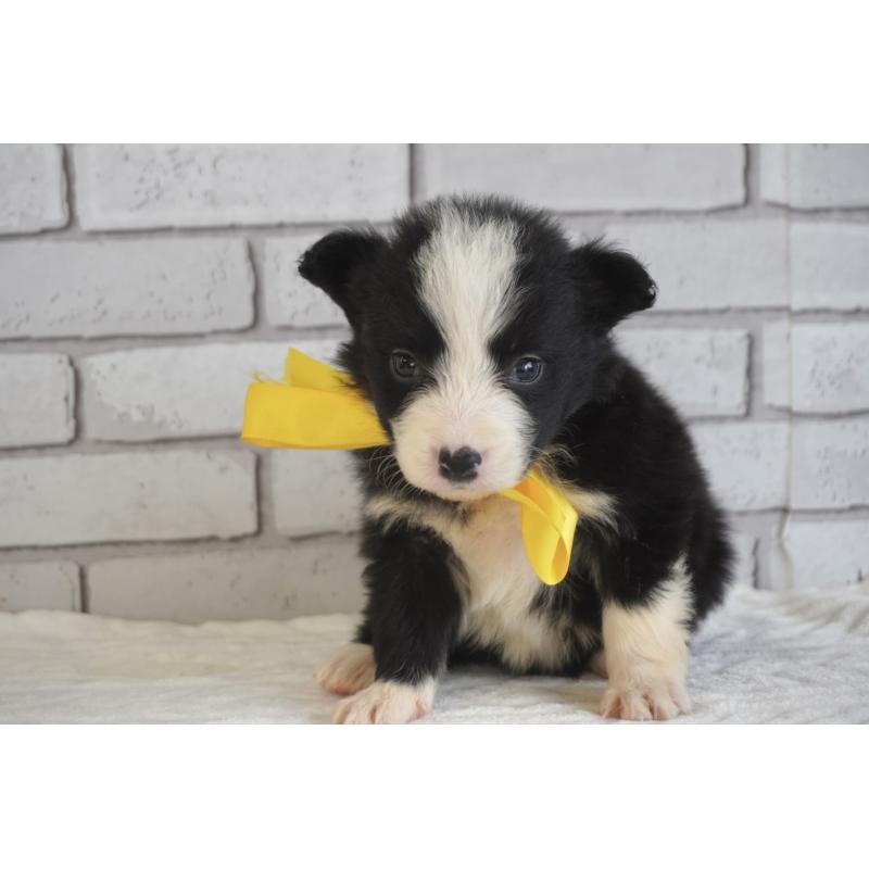 販売中の熊本県のボーダーコリー-434341の6枚目