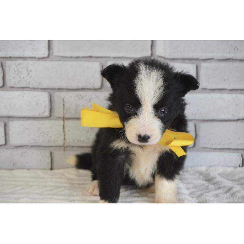 販売中の熊本県のボーダーコリー-434341の5枚目