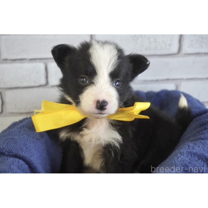 販売中の熊本県のボーダーコリー-434341の3枚目